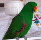 M Eclectus