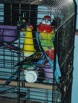 Rosellas Parakeets