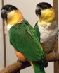 albert&oscarCaique