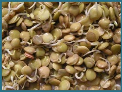 lentils-sprouting